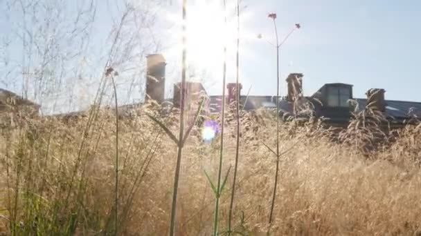 Pitkä ruoho virtaa tuulessa auringonpurkausta vastaan. Aito luonto 4k video - Materiaali, video