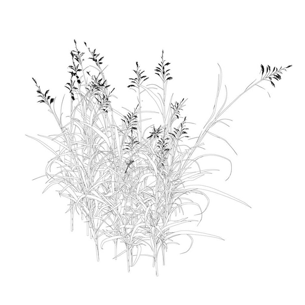 Contour detailed grass isolated on white background. Vector illustration - Vettoriali, immagini