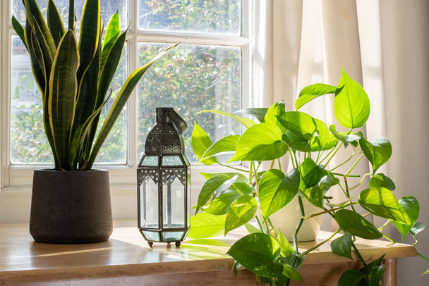 Házi növények az ablakban egy gyönyörű új otthon vagy lakás - Fotó, kép