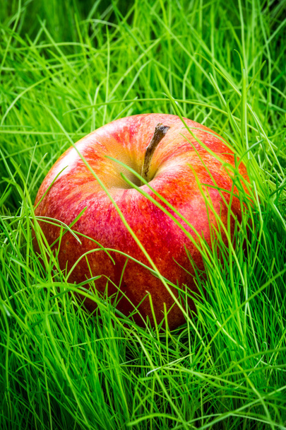 Apple on the grass - Foto, imagen