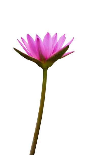 krásný Růžový lotos na bílém pozadí - Fotografie, Obrázek