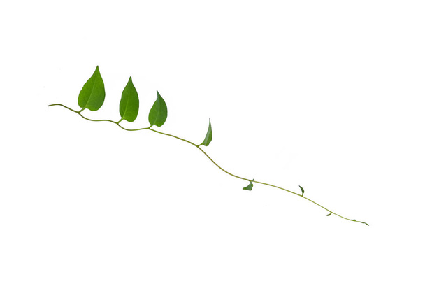 Pendaison vignes lierre feuillage jungle buisson, feuilles vertes en forme de coeur plante grimpante nature toile de fond isolé sur fond blanc avec chemin de coupe. - Photo, image