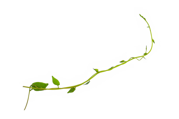 Akasztott szőlő borostyán lombozat dzsungel bokor, szív alakú zöld levelek mászás növényi természet háttér elszigetelt fehér alapon nyírás útvonal. - Fotó, kép