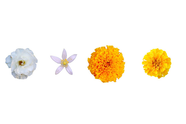 flores híbridas de caléndula, Tagetes, limón, rosa blanca sobre fondo blanco aislado - Foto, Imagen