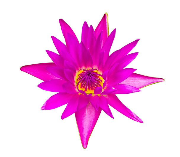 donker roze water lily geïsoleerd - Foto, afbeelding