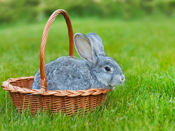 niedliches kleines graues Kaninchen im Korb auf grünem Gras - Foto, Bild