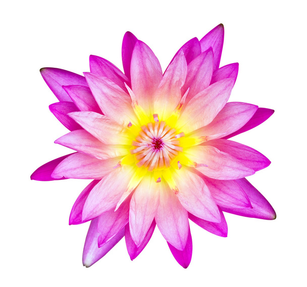 Pink water lily and yellow pollen - Photo, Image