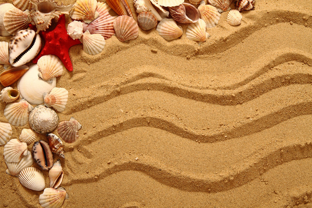 sand and shells as very nice background - Fotoğraf, Görsel