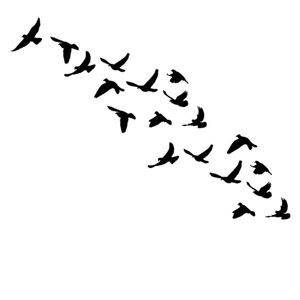 鳥の群れがシルエットを飛んでいます - ベクター画像