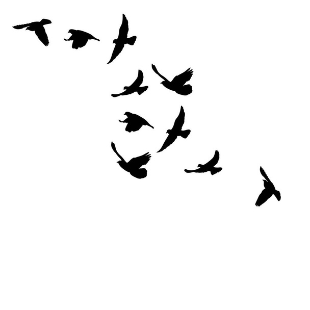 鳥の群れがシルエットを飛んで - ベクター画像
