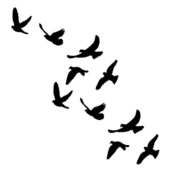 απομονωμένη διανυσματική σιλουέτα σμηνών πτηνών - Διάνυσμα, εικόνα