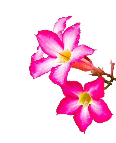 Pink Adenium flower isolated with water drop - 写真・画像