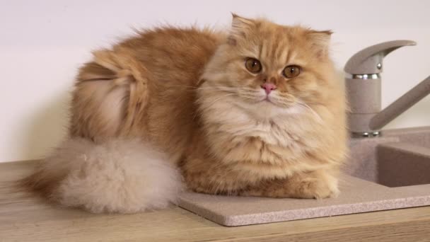 jengibre gato acostado en cocina en mesa - Imágenes, Vídeo