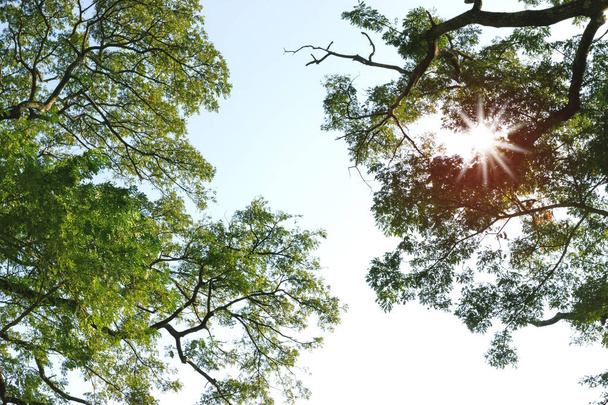 Δέντρα κλαδιά φύση με ουρανό ημέρας - Φωτογραφία, εικόνα