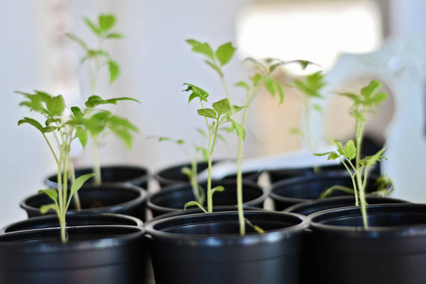 Las plántulas de tomate brotan. Autosuficiencia, alimentación ecológica, sostenibilidad. Cultivar plantas de tomate en interiores en un invernadero de jardín - Foto, Imagen