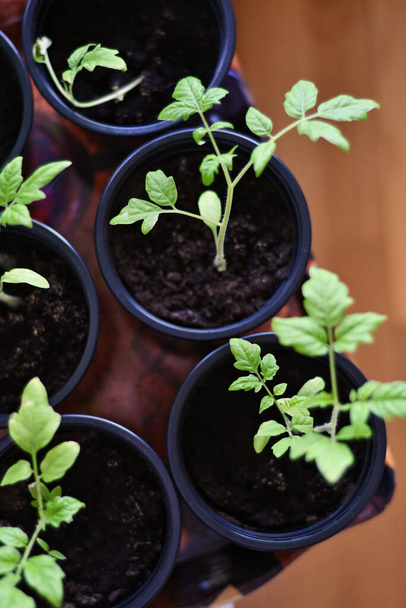 トマトの苗が芽吹きます。自給自足、有機食品、持続可能性。庭の温室内でトマト植物を屋内栽培する - 写真・画像