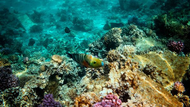 Kızıl Deniz 'in egzotik balıklarıyla dolu renkli mercan resifleri. Mısır. - Fotoğraf, Görsel