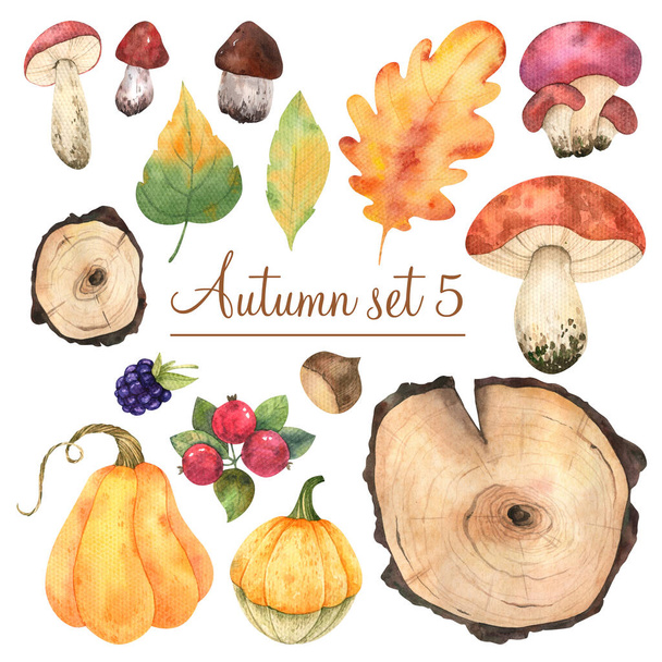 Watercolor autumn elements for design pumpkin, tree cuts, berries, mushrooms, nuts and leaves in high quality. - Фото, зображення