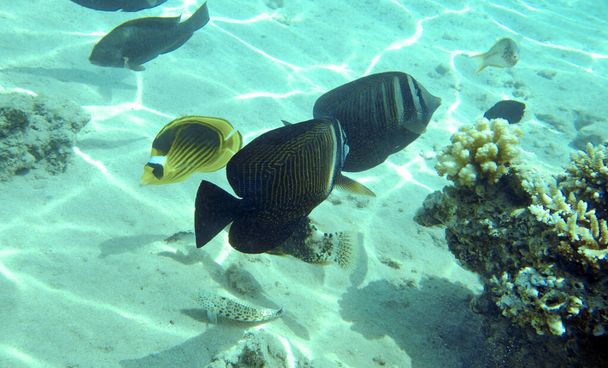 Butterfly fish in the Red Sea - Photo, Image