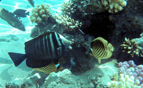 Butterfly fish in the Red Sea - Photo, Image