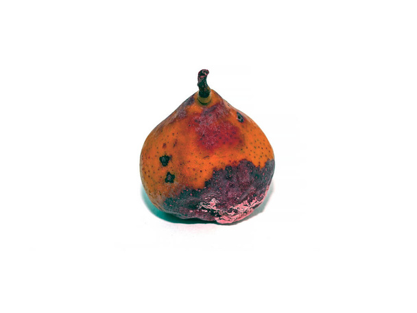 Rotten and rotten red pear with mold, isolated on a white background. - Photo, Image
