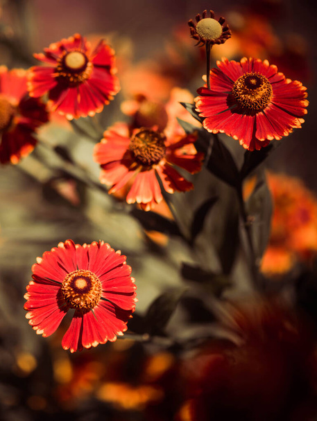 piękny koniec lata uprawiane kwiaty ogrodowe nad naturalnymi kwiatowymi wzorami tła - Zdjęcie, obraz