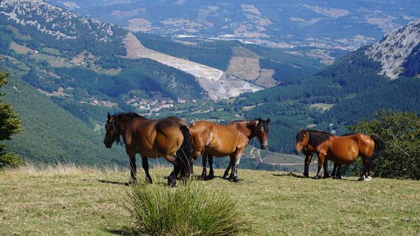 hevoset Urkiolan luonnonpuistossa Baskimaassa - Valokuva, kuva