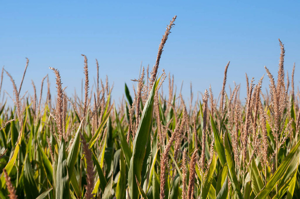 campo de maíz inmaduro con cielo azul claro - Foto, Imagen