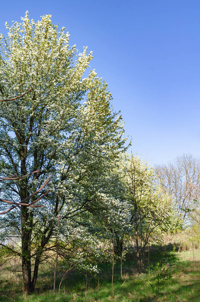 blühender Birnbaum, weiße Birnenblüte auf natürlichem Hintergrund, blühender Obstbaum im Frühling - Foto, Bild