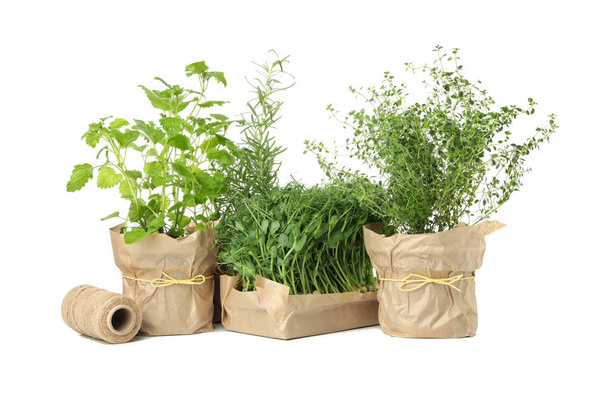 Group of different herbs isolated on white background - Photo, Image
