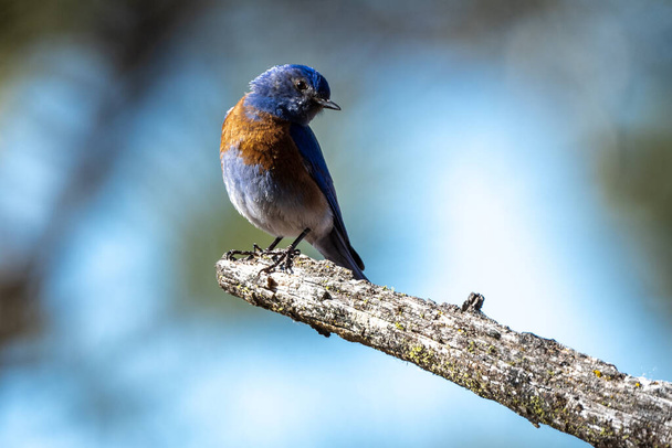 Perching Western Bluebird (Sialia meksykańska)) - Zdjęcie, obraz