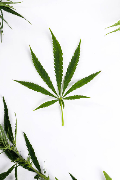 Cannabis auf weißem Hintergrund - Foto, Bild