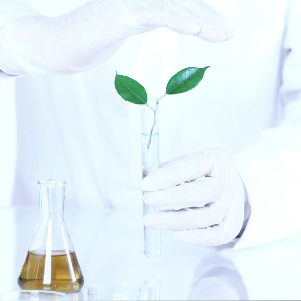 Experimento científico con hojas de plantas en laboratorio - Foto, imagen