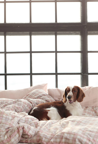 Kutya fekszik az ágyban reggel - Fotó, kép