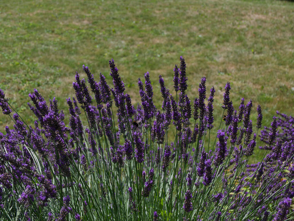 Purple lavanda perfumada contra el fondo de hierba con espacio para copiar  - Foto, Imagen