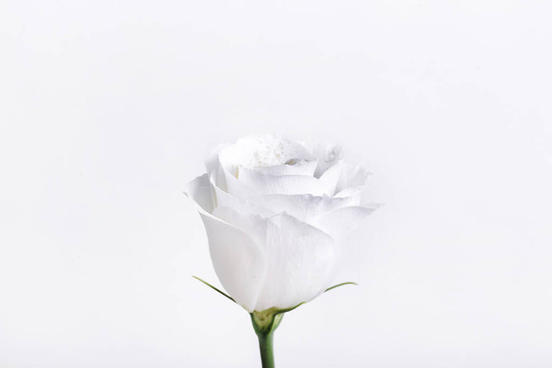 Cabeça de flor em um fundo branco - Foto, Imagem
