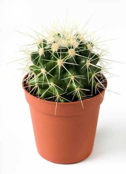 Planta. Cactus en la olla - Foto, imagen