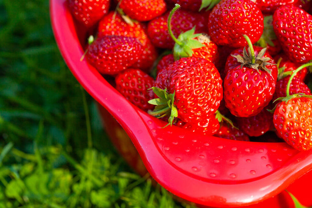 Fresh ripe juicy strawberries on the red bowl on a green grass background, a view from above. - Foto, Bild