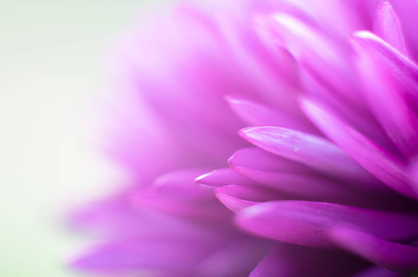 Macro photo of a flower aster. Blurred pink flower as background. - Photo, Image