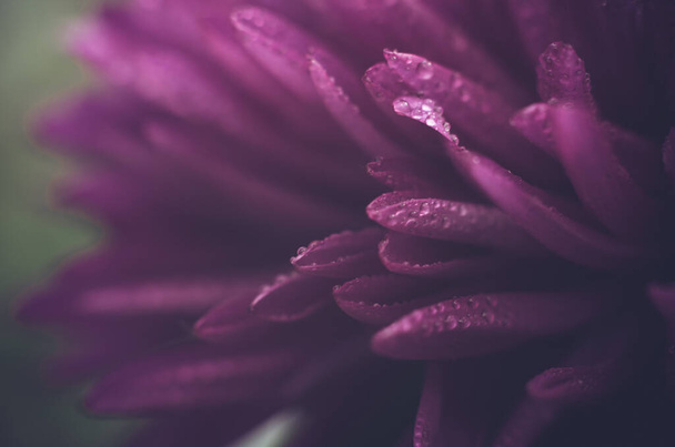 Beautiful macro photo of an aster flower with water droplets on the petals. Photo of a flower in matte tint - Fotoğraf, Görsel