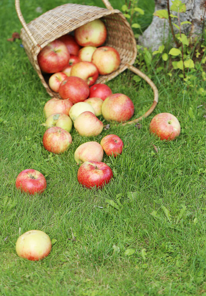 Dużo jabłek z kosza leżącego na trawie koło drzewa.  - Zdjęcie, obraz