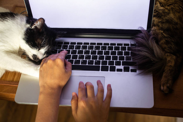A személy dolgozik laptop üres képernyőn és aranyos macskák alszik billentyűzeten. Otthoni iroda koncepció, távoli munka a háziállatokkal. Felülnézet - Fotó, kép