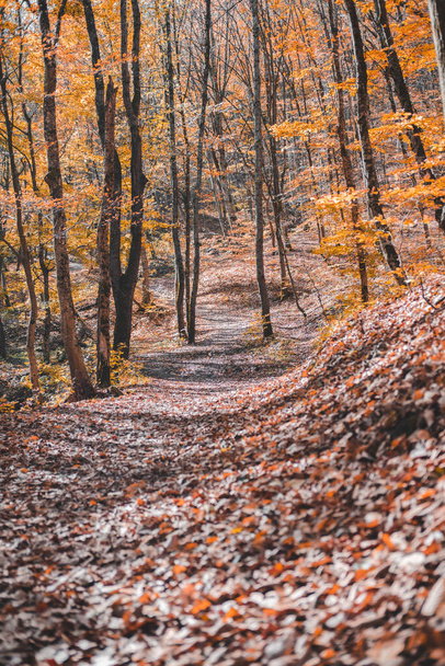 Autumn forest landscape in orange colors in the fall. - Φωτογραφία, εικόνα