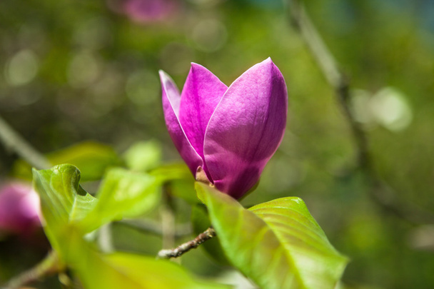 Botanical garden in spring, magnolia, flowers, - Foto, Bild