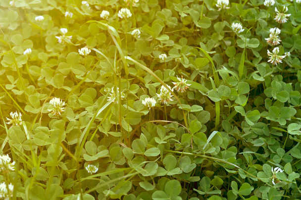 Трава клевера растет в саду, в поле. Цветущий клевер в саду. Цветы белого клевера - Фото, изображение