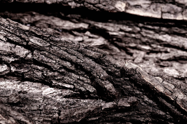 Ξηρά υφή φλοιού δένδρου - Φωτογραφία, εικόνα