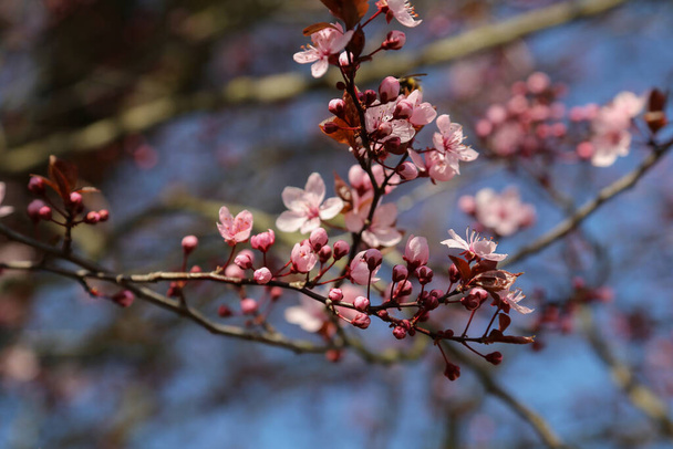 A closeup shot of blooming cherry in the garden - Fotoğraf, Görsel