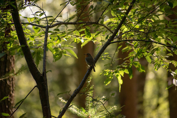 A closeup shot of a sparrow sitting on the tree - Фото, изображение