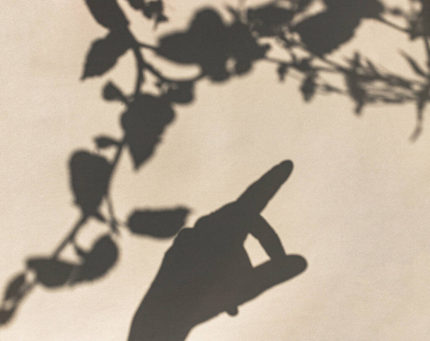 Женская ручная тень с сухим белым цветком и листьями. Цветочный минимальный дизайн. Стиль, тренд для блогеров - Фото, изображение