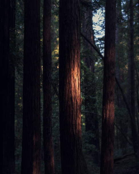 Вертикальний знімок лісу з великою кількістю дерев ввечері
 - Фото, зображення